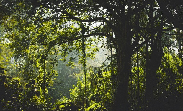 Alla Cop26, la Dichiarazione sulla protezione delle foreste e sull'uso del suolo . La soddisfazione del WWF
